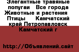 Элегантные травяные попугаи - Все города Животные и растения » Птицы   . Камчатский край,Петропавловск-Камчатский г.